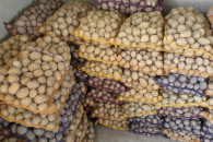 Sadzeniaki ziemniaki SORAYA rok po centrali