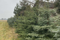 Choinki piękne zdrowe