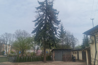 Drzewo oddam► świerk pospolity