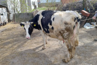 Krowa jałowka tydzień do wycielenia