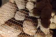 Ziemniaki jadalne żółte