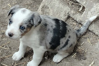 Oddam pieski w dobre ręce