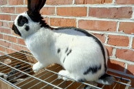 Królik Samiec Srokacz