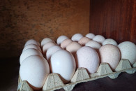 Jaja indycze lęgowe