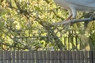 Samiec Budapeszt Siwy