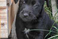 Szukam odpowiedzialnego domu dla piesków