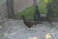 Bażanty melanistyczne