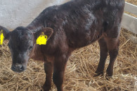 Sprzedam jałówkę/cieliczkę miesną