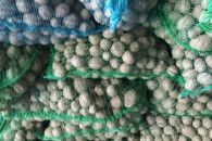 Ziemniaki sadzeniaki . Sadzeniaki. Vineta.