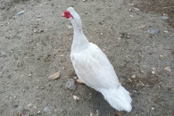 Kaczor zeszłoroczny