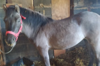 Konik Polski