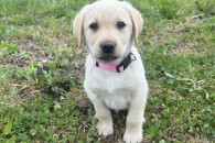 Szczeniak Lablador Retriever