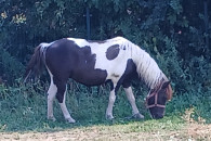 Klacz kuc ze źrebakiem