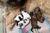 PIESKI SHIH-TZU
