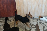 Chihuahua
