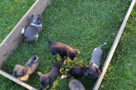 Chihuahua
