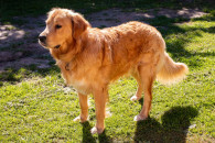 Reproduktor Golden retriever