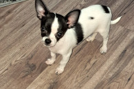 Pies chihuahua