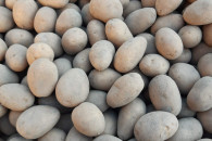 Ziemniaki paszowe czyste przebrane