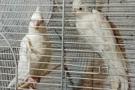 Papugi