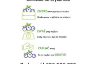 Borówka amerykańska