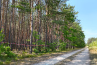 działki leśne - Miedźno, gm. Warta