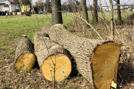 Drewno, dąb