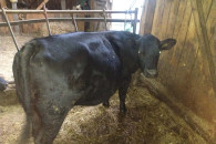 Jałówka Simmental cielna