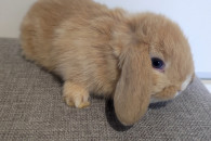 Mini lop