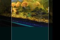 4pielegnice papuzie duze