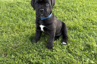 Szczeniaki Cane Corso Italiano