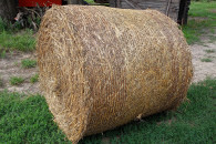 Słoma 120