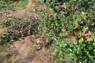 Aronia z własnego ogrodu