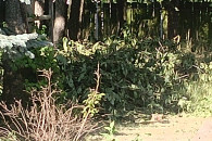 Oddam za darmo gałęzie z drzew liściastytch.