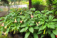 Datura