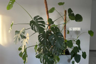 Monstera kwiat