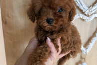 Pudel Toy