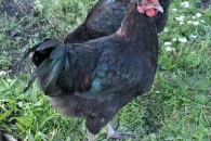 Koguty