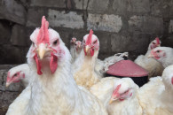 Broiler dorosły