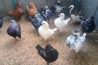 Kingi 2026