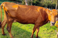 Sprzedam krowy cielne mleczne – Polska Czerwona