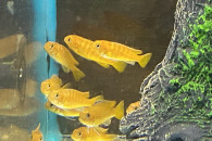 Pyszczaki