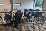 Jałowki HF do wycielenia, 5 sztuk.