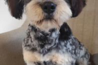 Piesek shih tzu maltańczyk