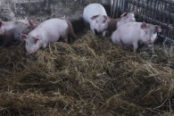 Prosieta