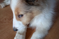 Owczarek collie
