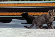 Male kotki kociaki