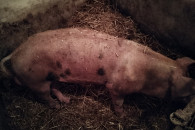 Knur do hodowli