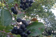 Aronia świeże owoce ręcznie rwane
