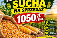 Sucha kukurydza